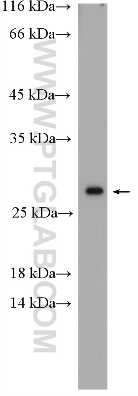 Western Blot (WB) analysis of mouse liver tissue using HSP27 Polyclonal antibody (18284-1-AP)