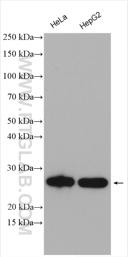 Western Blot (WB) analysis of various lysates using HSP27 Polyclonal antibody (18284-1-AP)