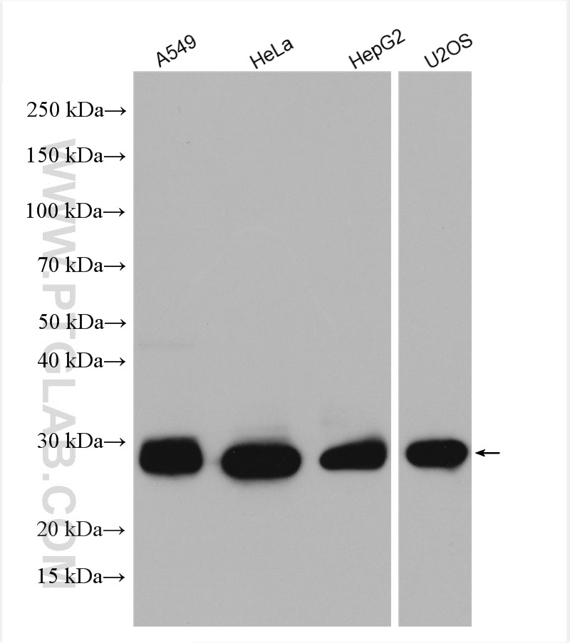 Western Blot (WB) analysis of various lysates using HSP27 Polyclonal antibody (18284-1-AP)