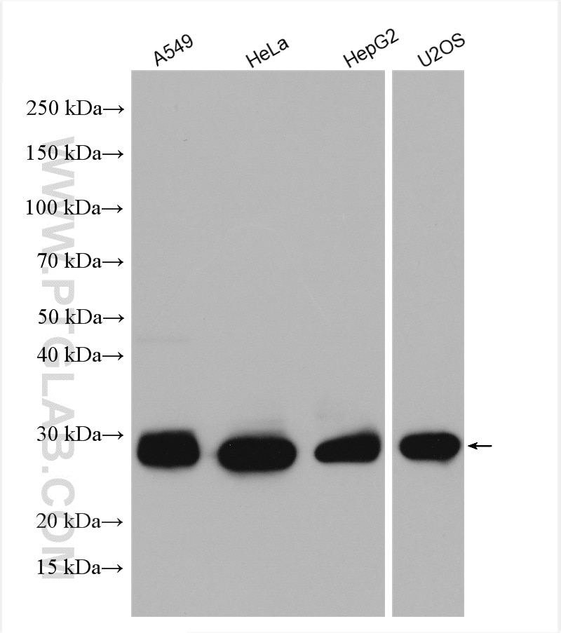 WB analysis using 18284-1-AP