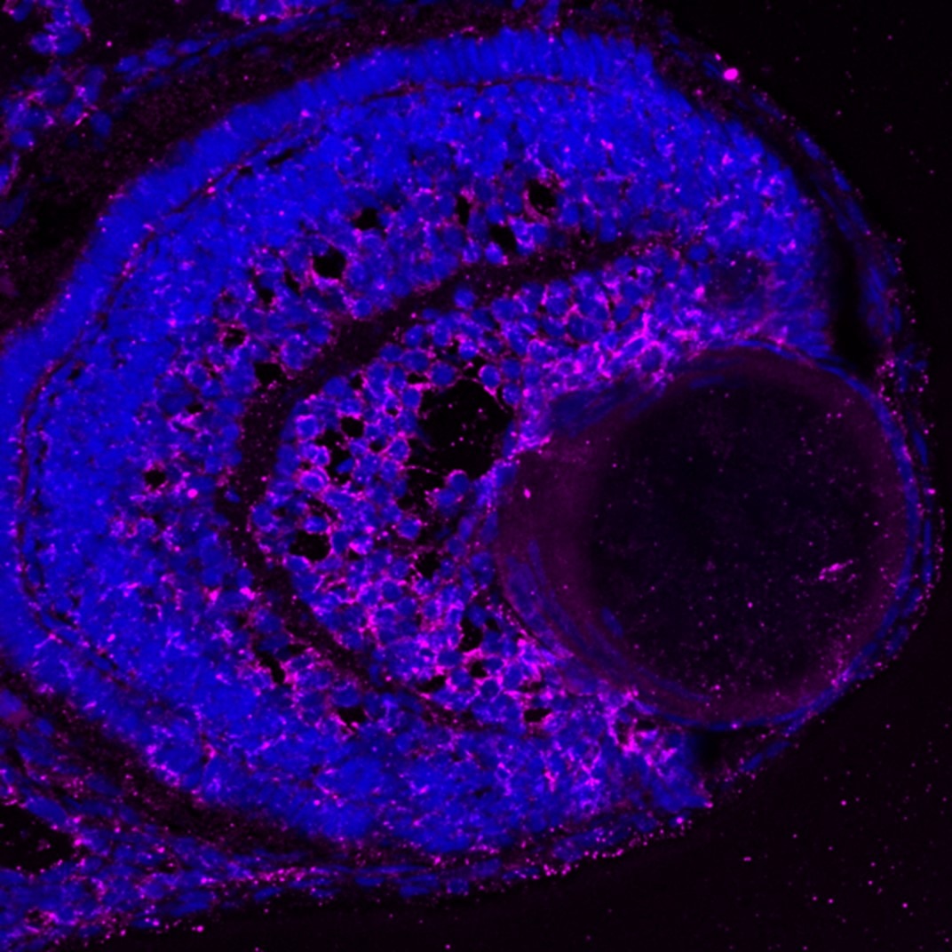Immunofluorescence (IF) / fluorescent staining of zebrafish retina using HSP27 Monoclonal antibody (66767-1-Ig)