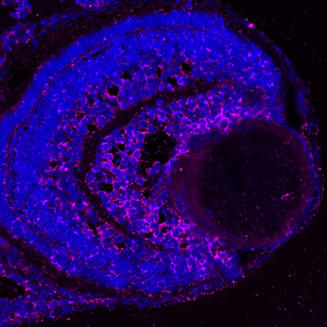 Immunofluorescence (IF) / fluorescent staining of zebrafish retina using HSP27 Monoclonal antibody (66767-1-Ig)