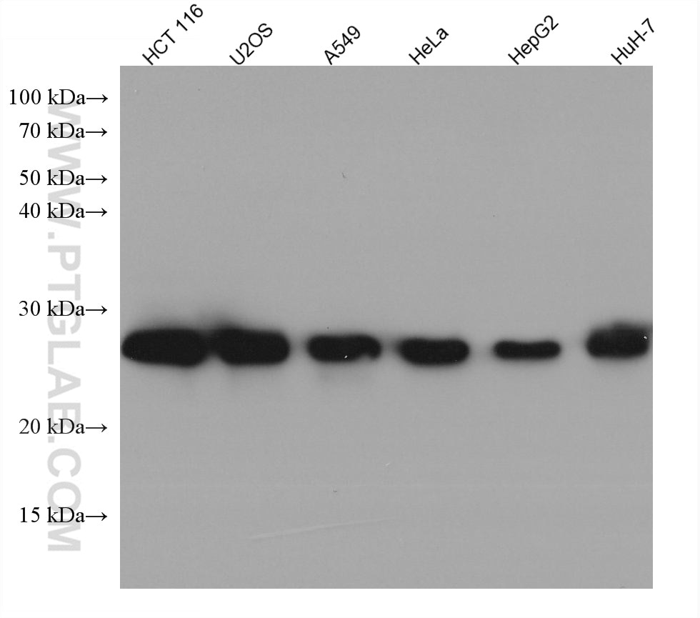 Western Blot (WB) analysis of various lysates using HSP27 Monoclonal antibody (66767-1-Ig)