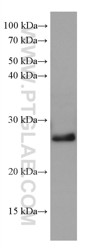 Western Blot (WB) analysis of HSC-T6 cells using HSP27 Monoclonal antibody (66767-1-Ig)