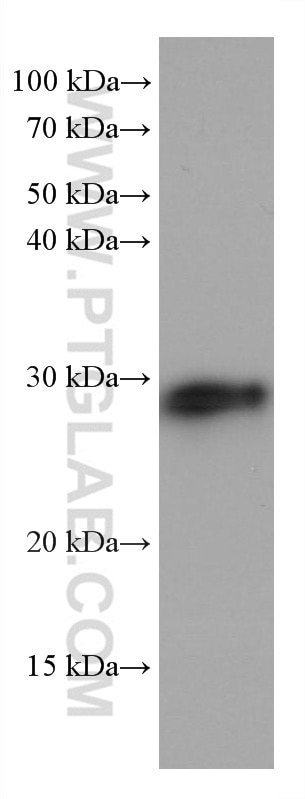 Western Blot (WB) analysis of mouse liver tissue using HSP27 Monoclonal antibody (66767-1-Ig)