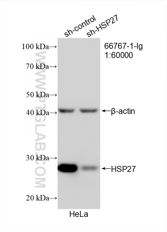 Western Blot (WB) analysis of HeLa cells using HSP27 Monoclonal antibody (66767-1-Ig)