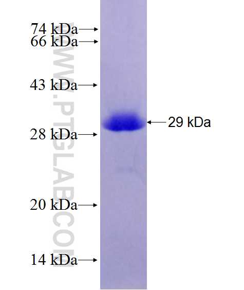 HSPB1 fusion protein Ag27859 SDS-PAGE