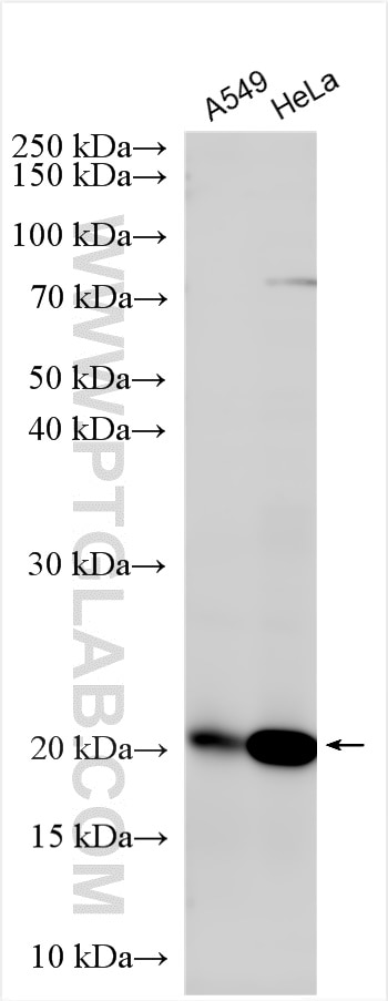 Western Blot (WB) analysis of various lysates using HSPB11 Polyclonal antibody (15732-1-AP)