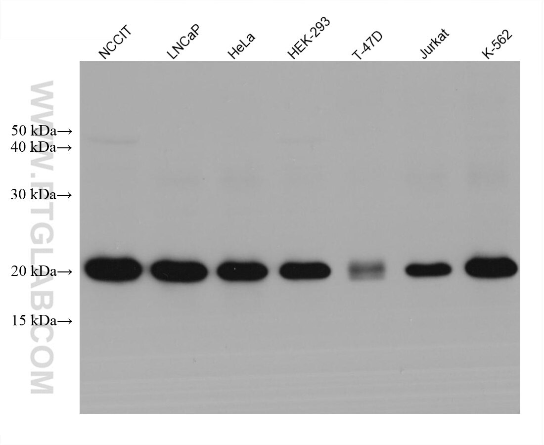 Western Blot (WB) analysis of various lysates using HSPB11 Monoclonal antibody (68059-1-Ig)