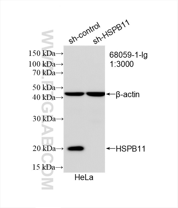 Western Blot (WB) analysis of HeLa cells using HSPB11 Monoclonal antibody (68059-1-Ig)