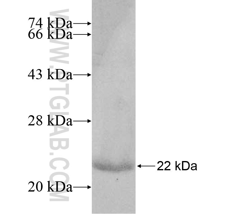 HSPB11 fusion protein Ag8804 SDS-PAGE