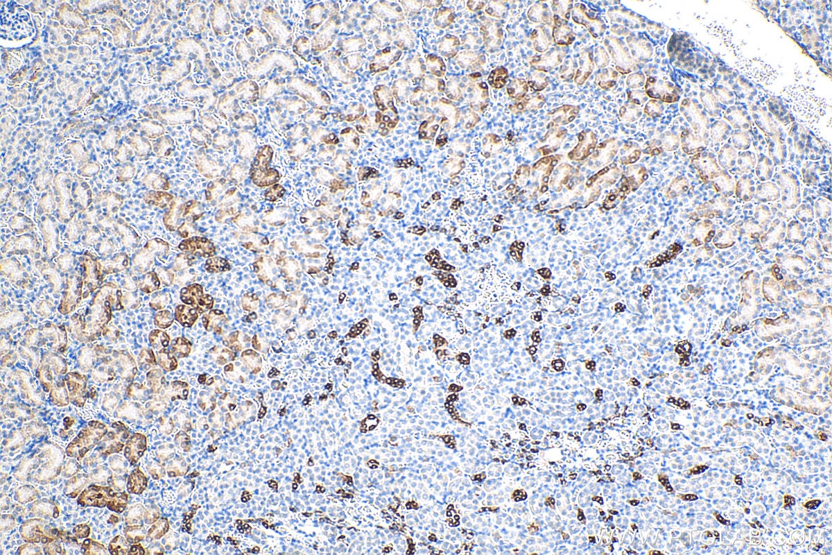 Immunohistochemistry (IHC) staining of mouse kidney tissue using HSPB3 Monoclonal antibody (67890-1-Ig)