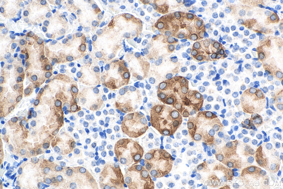Immunohistochemistry (IHC) staining of mouse kidney tissue using HSPB3 Monoclonal antibody (67890-1-Ig)