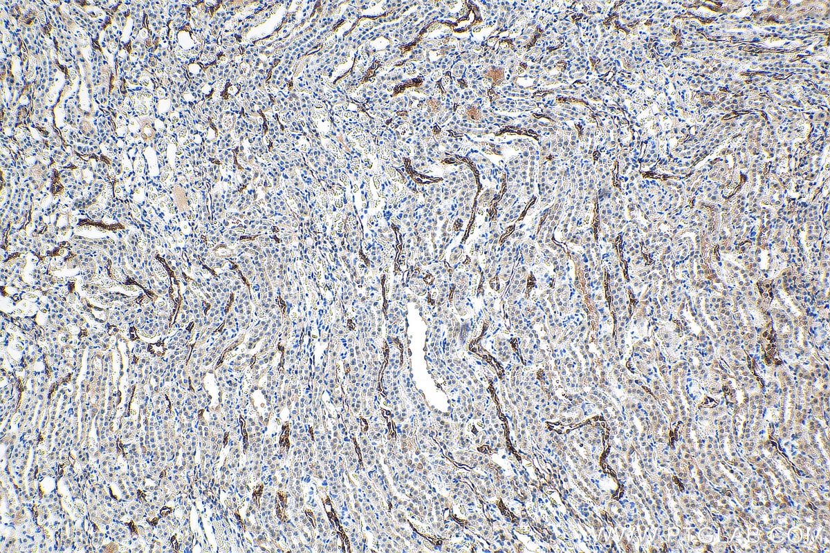 Immunohistochemistry (IHC) staining of rat kidney tissue using HSPB3 Monoclonal antibody (67890-1-Ig)