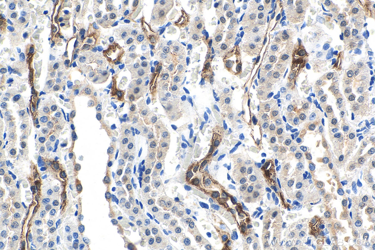 Immunohistochemistry (IHC) staining of rat kidney tissue using HSPB3 Monoclonal antibody (67890-1-Ig)