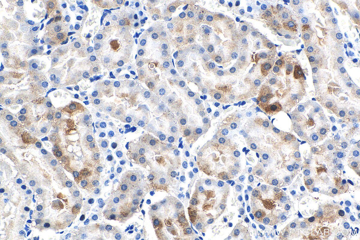 Immunohistochemistry (IHC) staining of rat kidney tissue using HSPB3 Monoclonal antibody (67890-1-Ig)