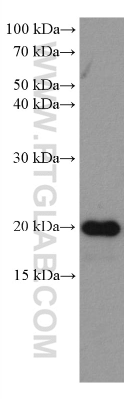 Western Blot (WB) analysis of human heart tissue using HSPB3 Monoclonal antibody (67890-1-Ig)