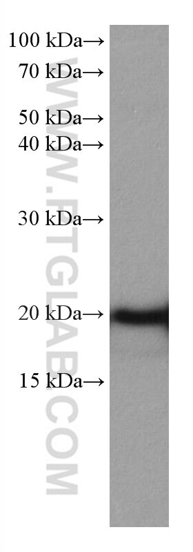 Western Blot (WB) analysis of mouse heart tissue using HSPB3 Monoclonal antibody (67890-1-Ig)