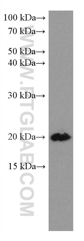 Western Blot (WB) analysis of rabbit heart tissue using HSPB3 Monoclonal antibody (67890-1-Ig)