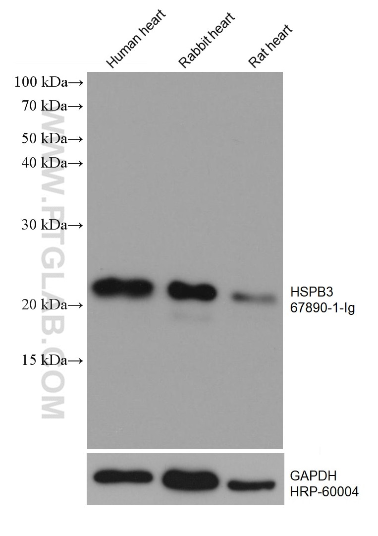 Western Blot (WB) analysis of various lysates using HSPB3 Monoclonal antibody (67890-1-Ig)