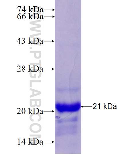HSPB3 fusion protein Ag26940 SDS-PAGE