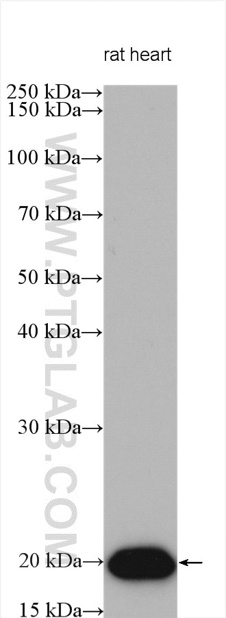 Western Blot (WB) analysis of various lysates using HSP20 Polyclonal antibody (16813-1-AP)