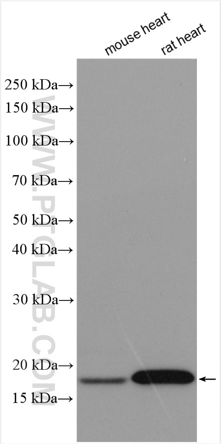 Western Blot (WB) analysis of various lysates using HSP20 Polyclonal antibody (16813-1-AP)