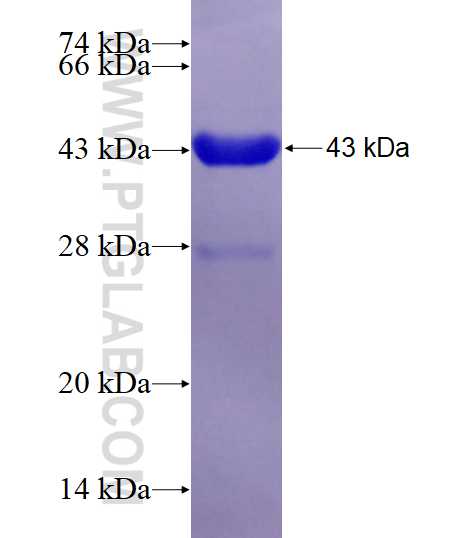HSPB6 fusion protein Ag10352 SDS-PAGE