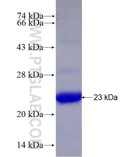 HSPB6 fusion protein Ag10484 SDS-PAGE