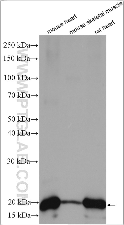 Western Blot (WB) analysis of various lysates using HSPB7 Polyclonal antibody (15700-1-AP)
