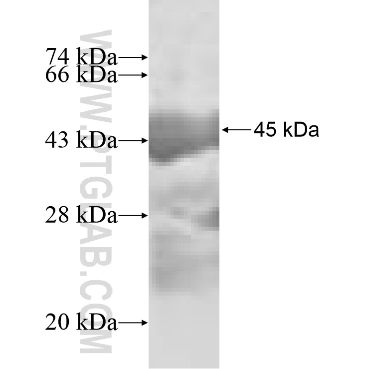 HSPB7 fusion protein Ag8328 SDS-PAGE