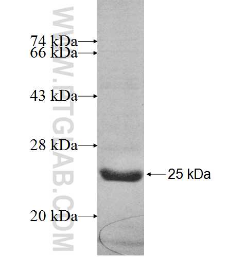 HSPB7 fusion protein Ag8422 SDS-PAGE
