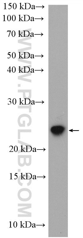 Western Blot (WB) analysis of mouse brain tissue using HSPB8 Polyclonal antibody (15287-1-AP)