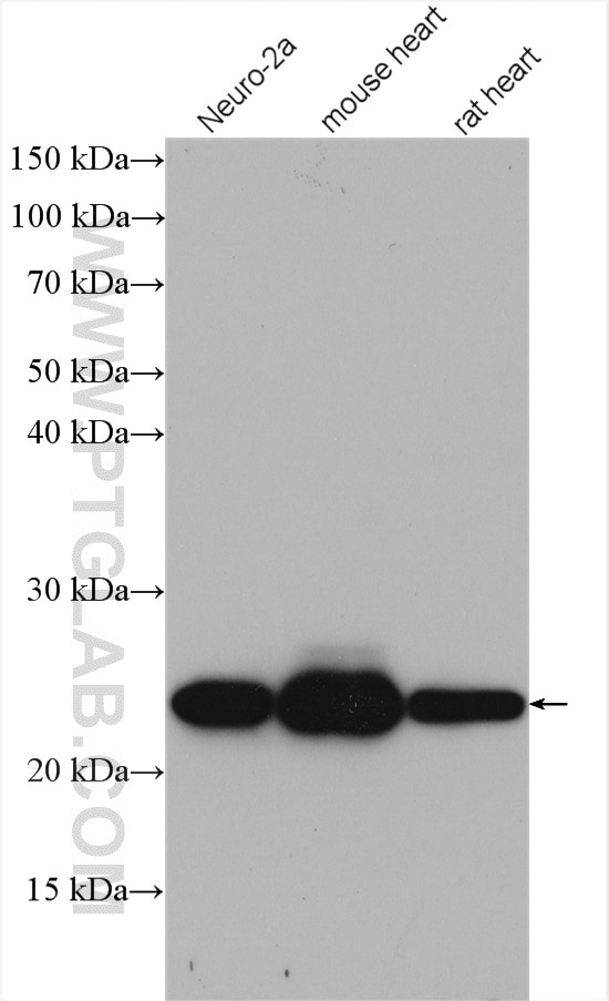 Western Blot (WB) analysis of various lysates using HSPB8 Polyclonal antibody (15287-1-AP)