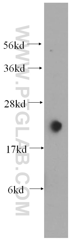 Western Blot (WB) analysis of HEK-293 cells using HSPB8 Polyclonal antibody (15287-1-AP)