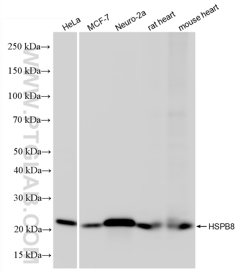 HSPB8