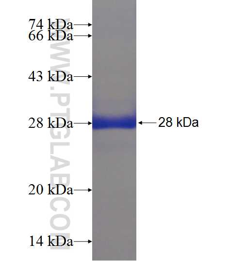 HSPB8 fusion protein Ag7511 SDS-PAGE