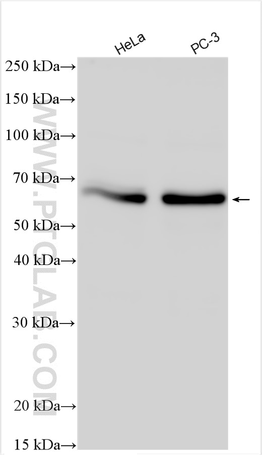 Western Blot (WB) analysis of various lysates using HSPBAP1 Polyclonal antibody (27631-1-AP)