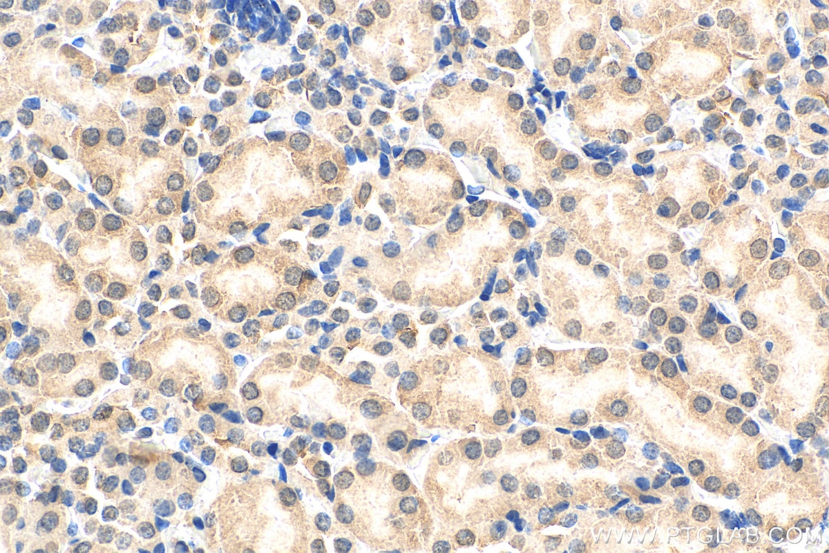 Immunohistochemistry (IHC) staining of mouse kidney tissue using HSPBAP1 Polyclonal antibody (27771-1-AP)