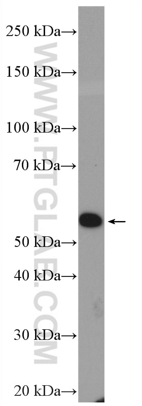 Western Blot (WB) analysis of PC-3 cells using HSPBAP1 Polyclonal antibody (27771-1-AP)