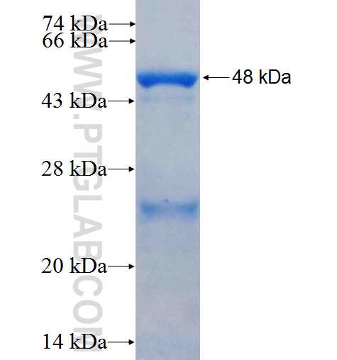 HSPBAP1 fusion protein Ag26428 SDS-PAGE