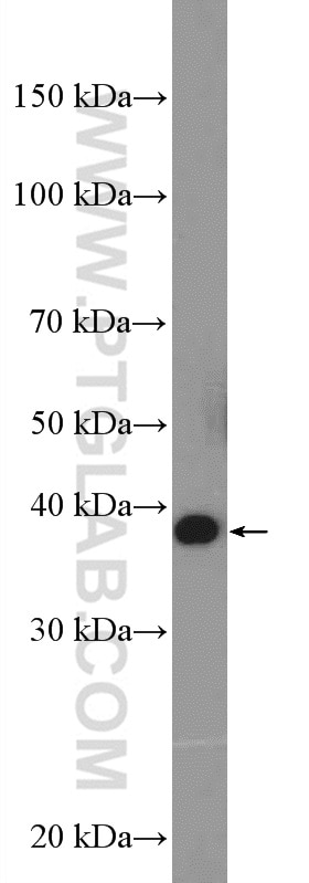 Western Blot (WB) analysis of MCF-7 cells using HSPBP1 Polyclonal antibody (10211-1-AP)