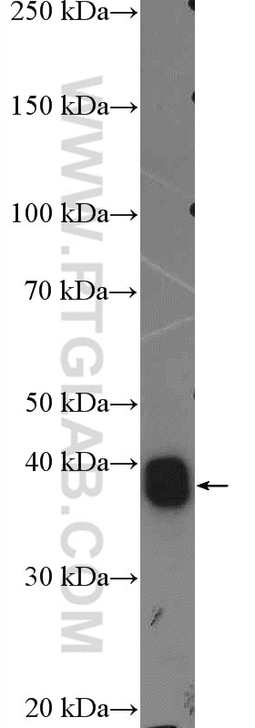 Western Blot (WB) analysis of rat testis tissue using HSPBP1 Polyclonal antibody (10211-1-AP)