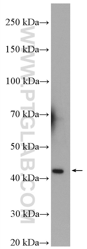 Western Blot (WB) analysis of Jurkat cells using HSPBP1 Polyclonal antibody (10211-1-AP)