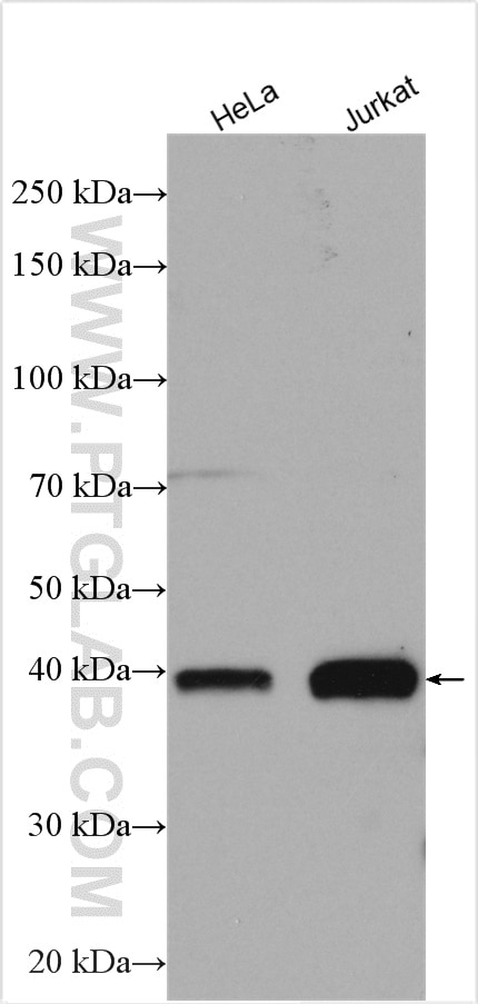 Western Blot (WB) analysis of various lysates using HSPBP1 Polyclonal antibody (10211-1-AP)