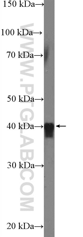 Western Blot (WB) analysis of mouse brain tissue using HSPBP1 Polyclonal antibody (10211-1-AP)