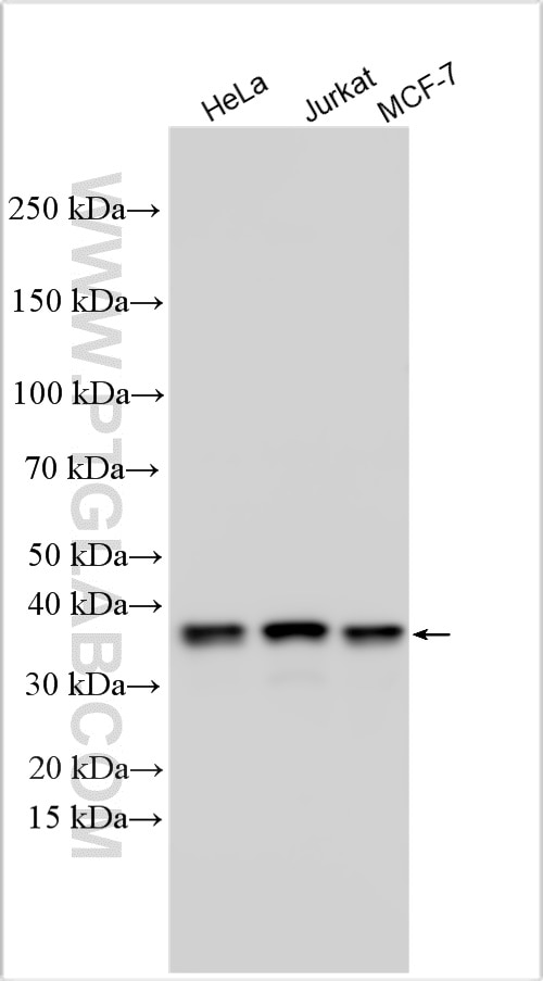 Western Blot (WB) analysis of various lysates using HSPBP1 Polyclonal antibody (10211-1-AP)