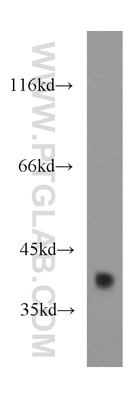 Western Blot (WB) analysis of human heart tissue using HSPBP1 Polyclonal antibody (10211-1-AP)