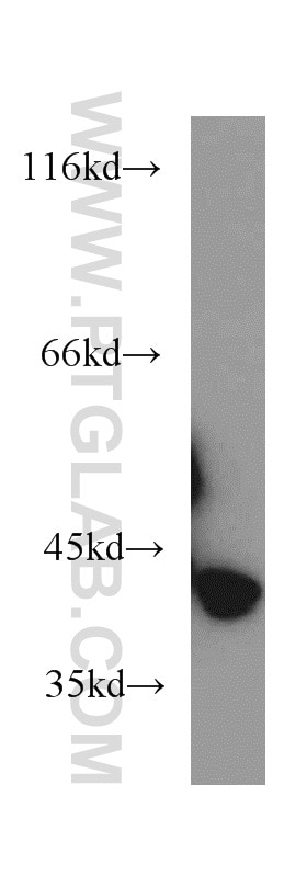 Western Blot (WB) analysis of human testis tissue using HSPBP1 Polyclonal antibody (10211-1-AP)