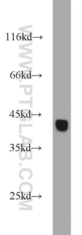 Western Blot (WB) analysis of mouse testis tissue using HSPBP1 Polyclonal antibody (10211-1-AP)